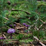 champignon-foret