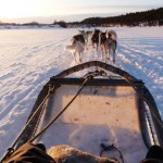 Chiens de traineaux