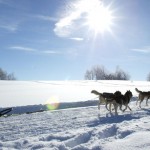 chien de traineaux