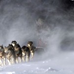 chien-traineau-neuge